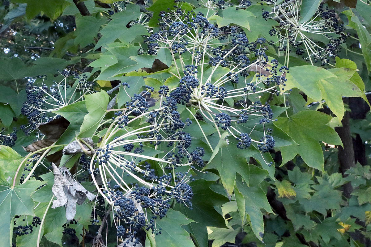 Kalopanax septemlobus green leaf berries